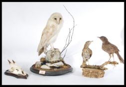 A group of vintage early 20th century taxidermy to include an owl on glass dome plinth base (no