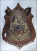 Taxidermy Interest. A French mid  20th century lar
