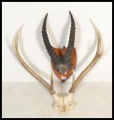 A pair of vintage 20th century stag antlers having