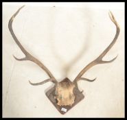 A pair of vintage 20th Century stags eleven point antlers and skull cap mounted on to an oak