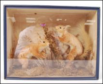 Taxidermy Interest - Circa 1910 - A Victorian early 20th Century pair of Red Squirrels, one