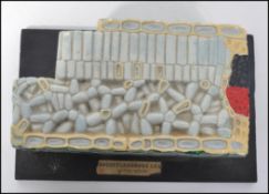A late 20th century retro dicotyledonous leaf cross section,  anatomical / biological teaching aid