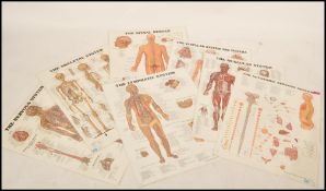 Anatomical Chart Company - A collection / series of 7x late 20th Century laminated medical