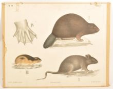 H. Aschehoug & Co - Dybdahls Zoologiske plancher - A 20th Century retro vintage coloured