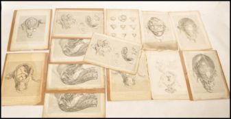 William Hunter - The Anatomy Of The Human Gravid Uterus ( 1851 ) - A collection / series of 13x