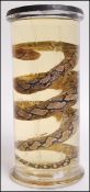 A believed early 20th Century laboratory preserved snake wet specimen, distilled and sealed in a