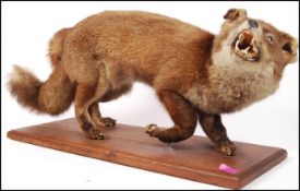 Taxidermy Interest - Circa 1910 - A Victorian earl