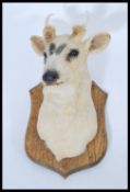 A vintage early 20th century taxidermy white deer's head mounted on an armorial oak shield mount.