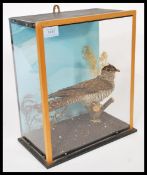 Taxidermy interest - A vintage early twentieth century taxidermy example of a cuckoo fledgling set
