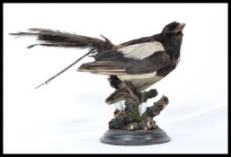 An early 20th Century taxidermy study of a Magpie bird being set upon a naturalistic wooden base