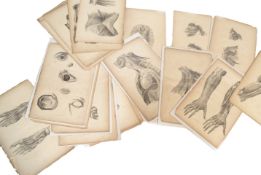 W.BAGG ANATOMICAL SURGICAL AND MEDICAL LITHOGRAPH PLATES