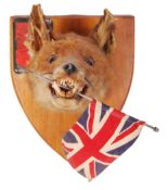 TAXIDERMY OF A SNARLING YOUNG RED FOX MASK