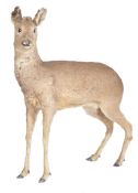 TAXIDERMY FREE STANDING YOUNG FALLOW DEER DOW ( DAMA DAMA )