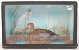 TAXIDERMY OF A FEMALE MALLARD WITHIN CASE