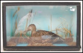 TAXIDERMY OF A FEMALE MALLARD WITHIN CASE