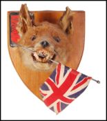 TAXIDERMY OF A SNARLING YOUNG RED FOX MASK