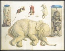 A  anatomical medical scientific print depicting studies of dissected and deformed animals including