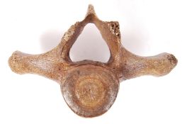 ANTIQUE TAXIDERMY INTEREST BELIEVED WHALE VERTEBRAE BONE