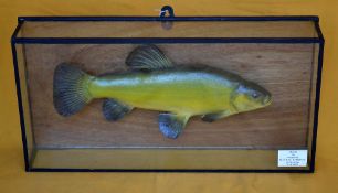 Preserve Tench in a flat glass case : with white plaque inscribed 