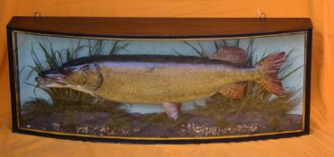 J Cooper & Sons preserved Pike in bow fronted glass case - c/w plaque to the top left hand corner