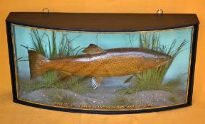 J Cooper & Sons preserved Trout in bow fronted glass case: rising to take the fly and inscribed in