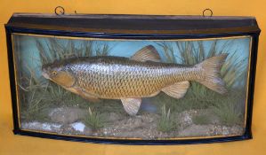 J Cooper & Sons preserved Chub in bow front glass case: with white plaque to the top left hand