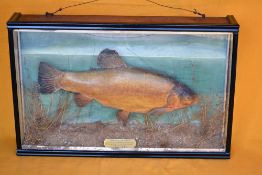 Scarce Geo. Bazeley Northampton preserved Tench - gilt plaque to the centre inscribed 