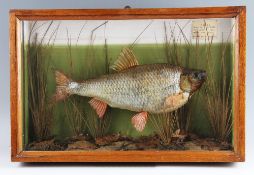 Eggington Cased Fish: preserved Roach in flat glass case with hand-painted back board with