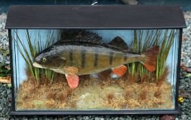 J E Shelbourne Cased Fish: preserved Perch in glass flat front case - fully reeded on gravel and