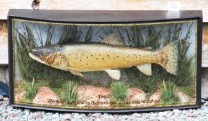 W.F Homer cased fish: Fine preserved Trout in glass bow front case-gilt lined and inscribed 