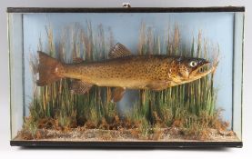 Preserved Brown Trout: mounted on the original pale blue board, fully reeded on gravel base - now