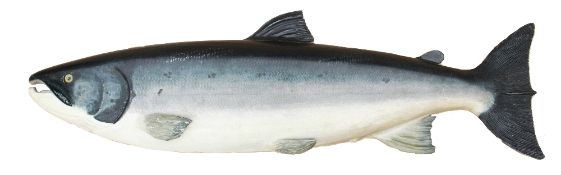 Carved Wooden Fish: Farlow's style carved wooden half block hand painted salmon - fish measures