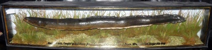 A J Hall Cased Fish: Rare preserved Common Eel in gilt lined bow front case with blue back board,