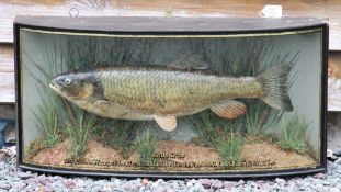 W.F Homer cased fish: Fine preserved Chub in glass bow front case-gilt lined and inscribed 