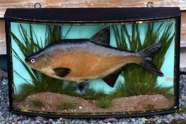 J Cooper & Son Cased Fish: preserved Bream in glass bow front gilt lined case - with reeded