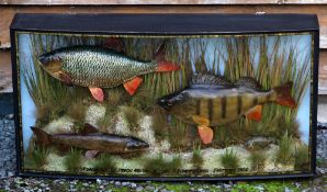 A J Hall Cased Display of Fish: featuring a Roach, Perch and Barbel in a glass bow fronted gilt
