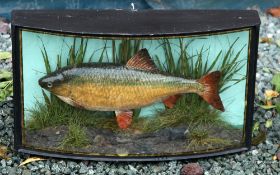 J Cooper & Son Cased Fish: preserved Roach in glass bow front gilt lined case - blue green back