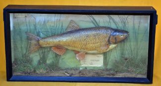 John Betteridge and Son preserved Chub in flat glass case: white descriptive label with typed
