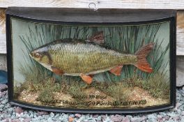 W.F Homer cased fish: Fine preserved Roach in glass bow front case-gilt lined and inscribed 