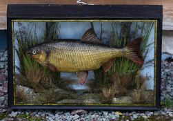 J Cooper & Son Cased Fish: preserved Roach in glass flat front gilt lined case - fully reeded on