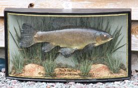 W.F Homer cased fish: Fine preserved Tench in glass bow front case - gilt lined and inscribed 