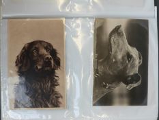 Approximately 110 early 20thC postcards in an album, all dog related,