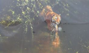 David Shepherd 'Burning Bright' signed limited edition (1169/2000) print,