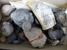 A quantity of fossils and a replica scrimshaw tooth