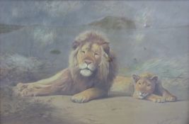 Frederick Hancock gouache of two lions, signed lower right,