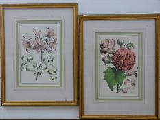 Giovanni Batista Ferrari pair of prints of botanical studies in gilt frames,