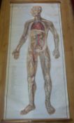 An anatomical poster of the circulatory system
