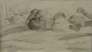 Martin Ridley pencil sketch of ducks sitting, signed lower right, 16.5 x 28.