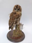 A taxidermy study of a tawny owl in a glass dome