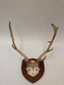 A pair of deer antlers mounted on a mahogany shield,